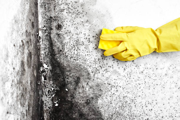Best Fast Mold Removal  in Nyon Lake, CA