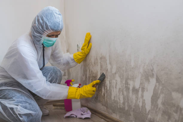 Best Mold Remediation Services  in Nyon Lake, CA