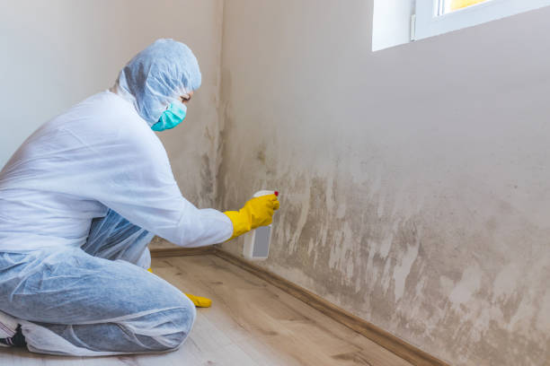 Best Toxic Mold Removal  in Nyon Lake, CA