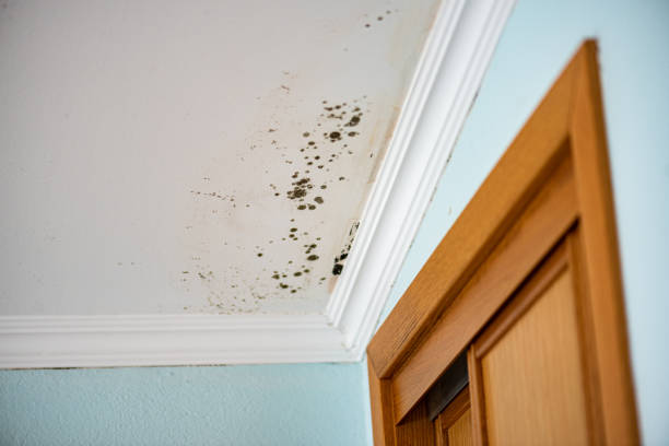 Best Black Mold Removal  in Nyon Lake, CA