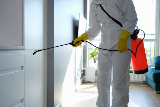 Reliable Canyon Lake, CA Mold Removal Solutions