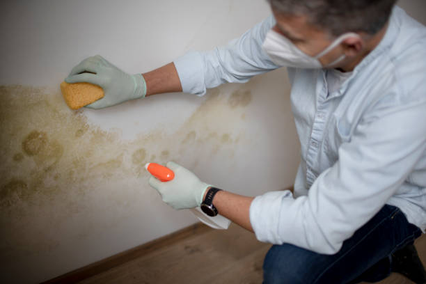 Best Black Mold Removal  in Nyon Lake, CA