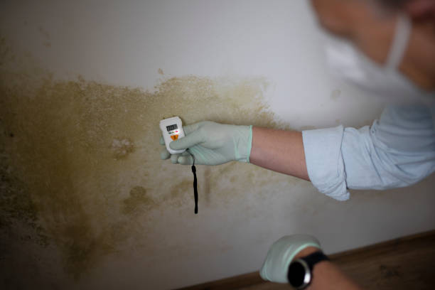 Best Mold Removal Near Me  in Nyon Lake, CA