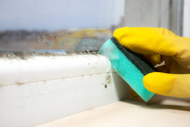Best Mold Damage Repair  in Nyon Lake, CA
