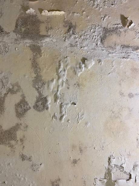 Attic Mold Removal in Canyon Lake, CA