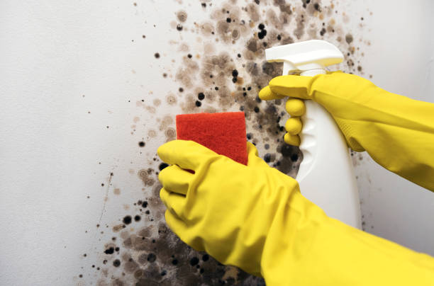 Best Home Mold Removal  in Nyon Lake, CA