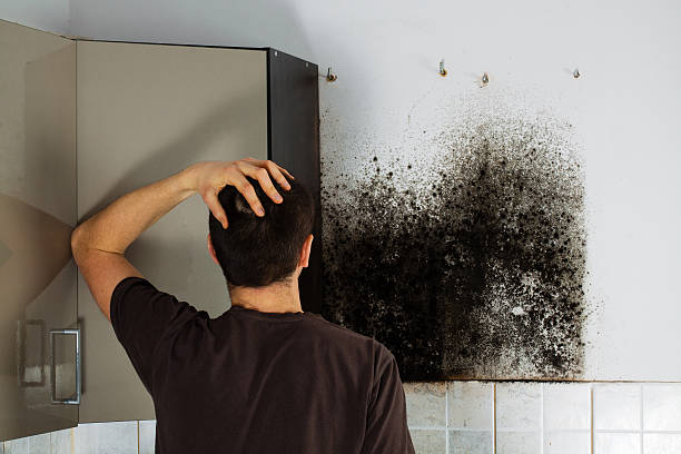 Best Affordable Mold Removal  in Nyon Lake, CA