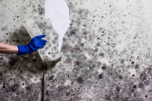 Best Mold Removal Company Near Me  in Nyon Lake, CA
