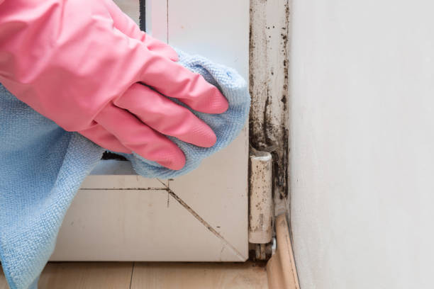 Best Commercial Mold Removal  in Nyon Lake, CA