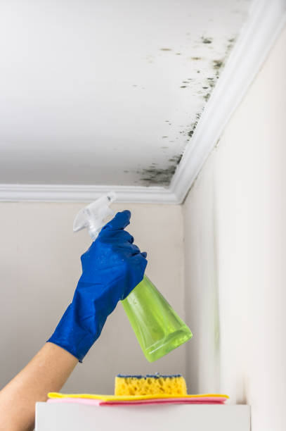 Best Mold Testing  in Nyon Lake, CA