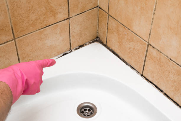 Best Fast Mold Removal  in Nyon Lake, CA